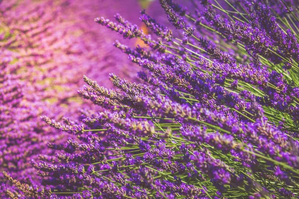 Campo de verão de lavanda — Fotografia de Stock