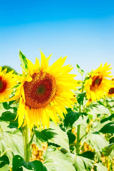 Campo di girasoli — Foto Stock