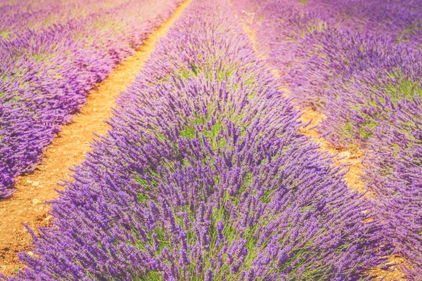 Lavender field at summer — Stock Photo, Image