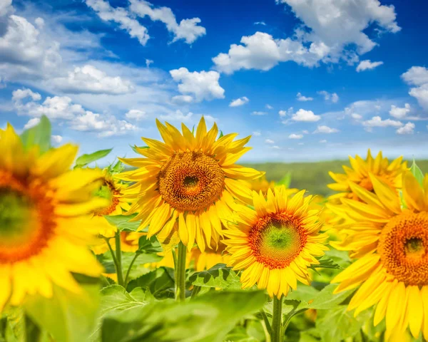 Campo di girasoli — Foto Stock