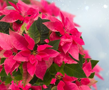 Pembe noktalı çiçek çerçevesi ya da noel yıldızı