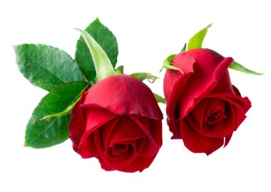 Kırmızı çiçek açan gül