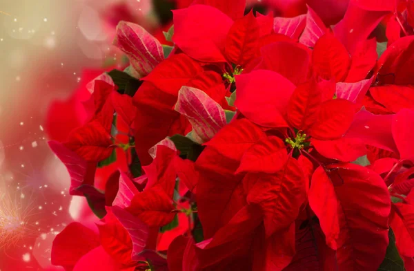 Szkarłatny kwiat poinsettii lub gwiazda Bożego Narodzenia — Zdjęcie stockowe