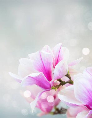 Çiçek açması pembe Manolya çiçek