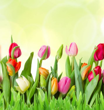 Saksıda bahar çiçekleri