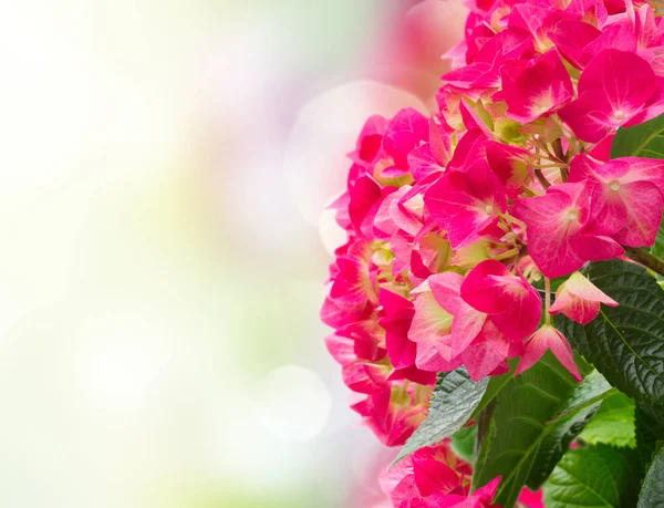 Flores de hortensia rosa — Foto de Stock