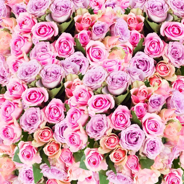 Strauß frischer Rosen — Stockfoto