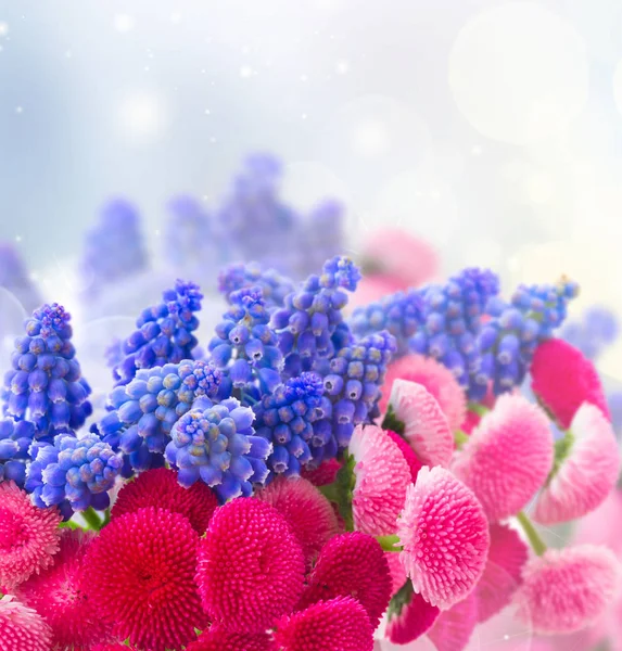 Muscari e Fiori Margherita — Foto Stock