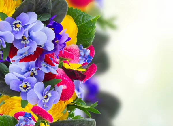 Posy de violetas, maricones y ranúnculos —  Fotos de Stock