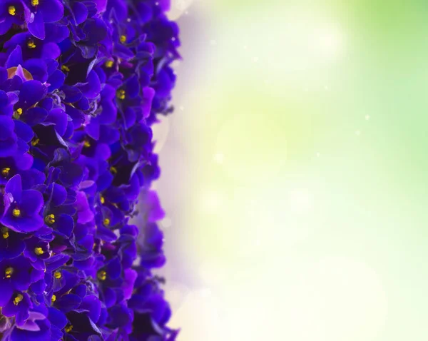 Posy van viooltjes, viooltjes en Boterbloem — Stockfoto