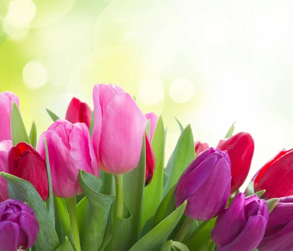 빨간색과 보라색 튤립 꽃의 꽃다발 — 스톡 사진