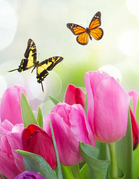 Ramo de flores de tulipán rojo y púrpura — Foto de Stock