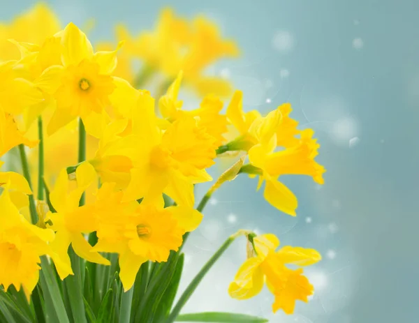 Spring yellow  narcissus — Stock Photo, Image