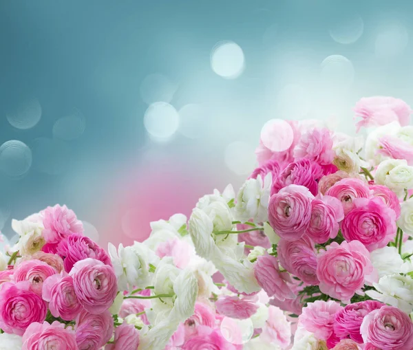 Rosa und weiße Hahnenfußblüten — Stockfoto