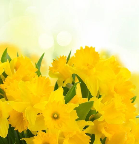 Narciso fresco de primavera — Foto de Stock