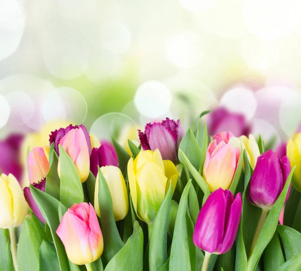 Букет жовтих і фіолетових квітів тюльпанів — стокове фото