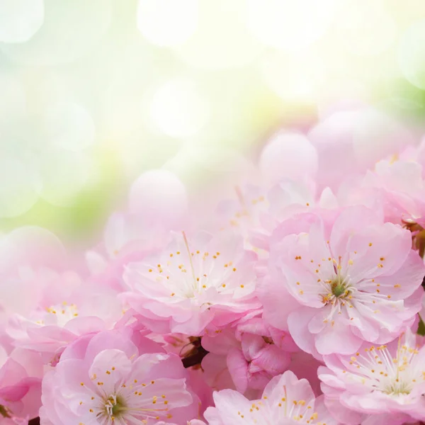Kwitnące różowe drzewo Kwiaty — Zdjęcie stockowe