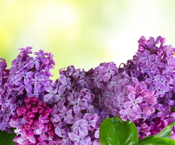 Lila bloemen op groen — Stockfoto