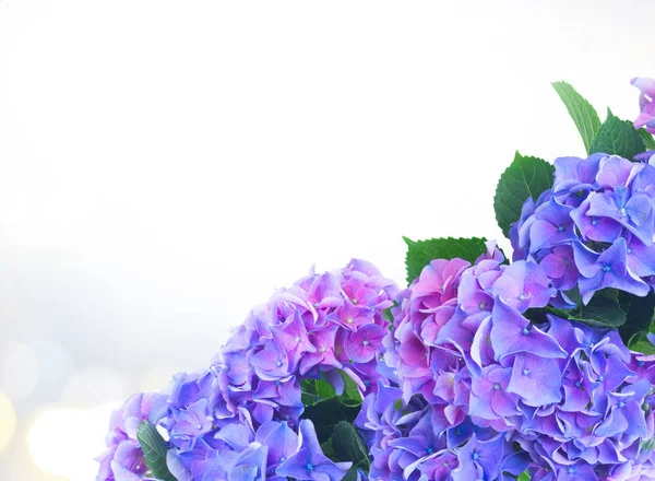 Blå och violett hortensia blommor — Stockfoto