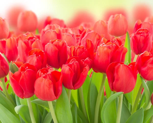 Fleurs de tulipes rouges fraîches — Photo