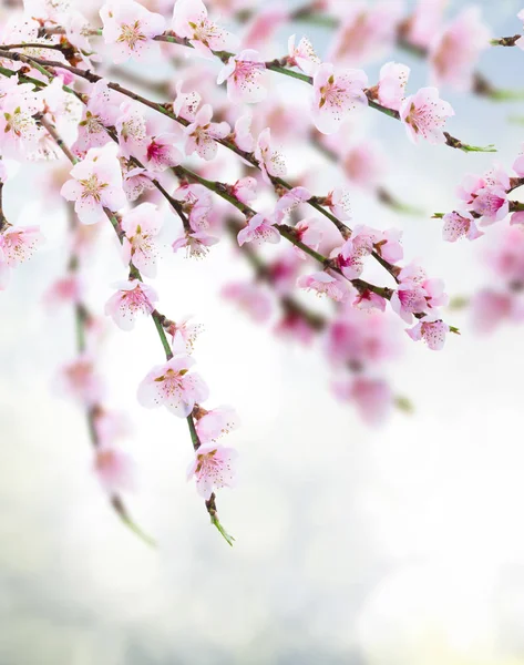 Ramo Árvore Cereja Com Flores Florescendo Jardim Sobre Fundo Azul — Fotografia de Stock