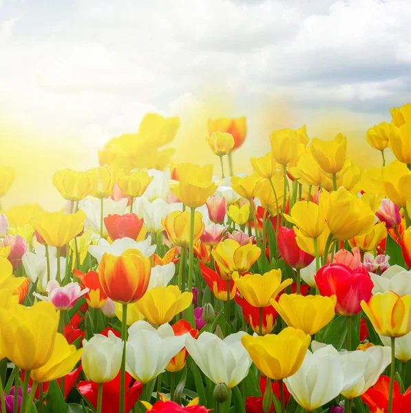 Green lawn with tulips — Stock Photo, Image