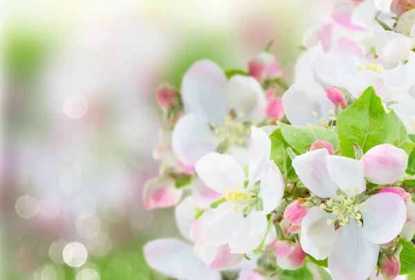 Apfelbaumblüte — Stockfoto