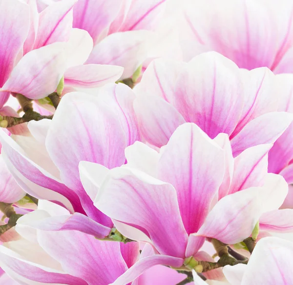 Blühende rosa Magnolienblüten — Stockfoto