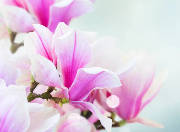 Magnolia ροζ λουλούδια που ανθίζουν — Φωτογραφία Αρχείου