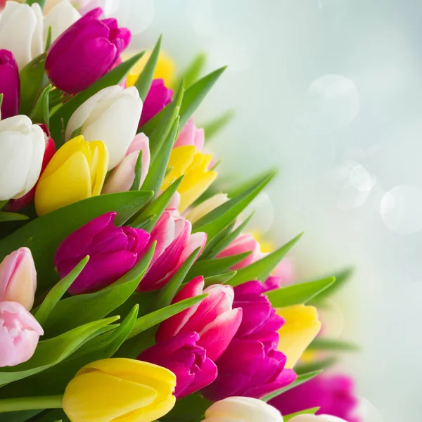 Bouquet de tulipes roses, violettes et blanches — Photo