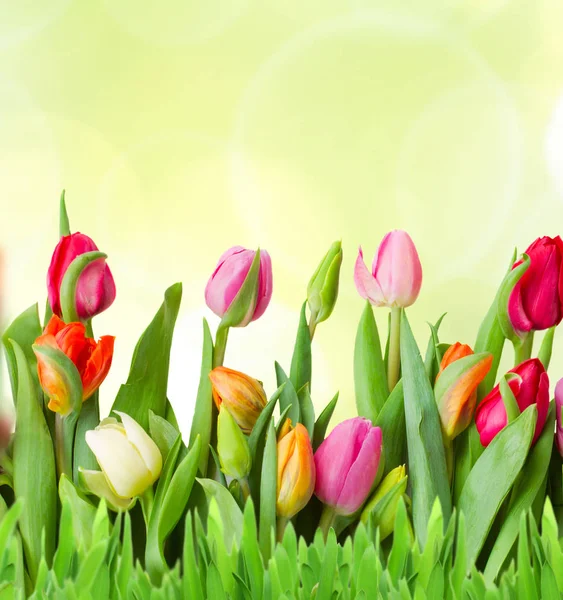 Saksıda bahar çiçekleri