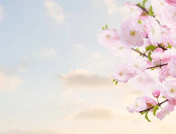 Blossoming white  tree Flowers — Stock Photo, Image