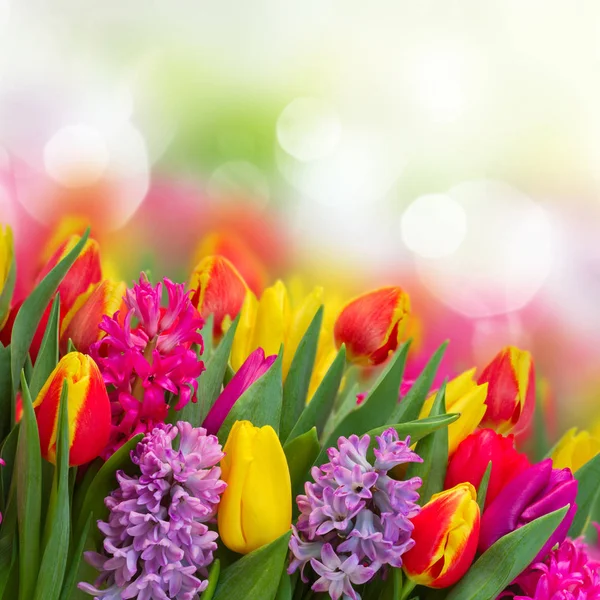 Hyazinthen und Tulpen — Stockfoto