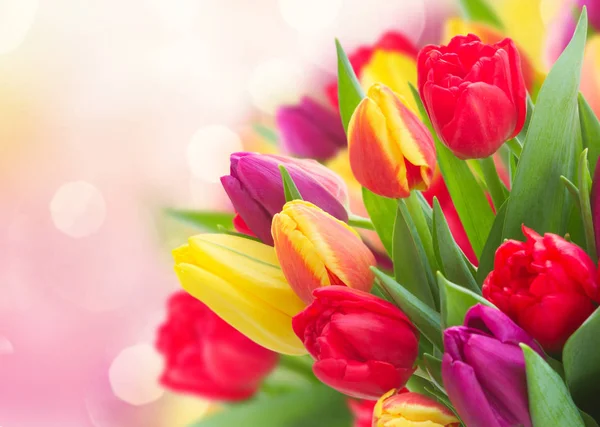 노란색, 보라색 및 붉은 튤립 꽃다발 — 스톡 사진