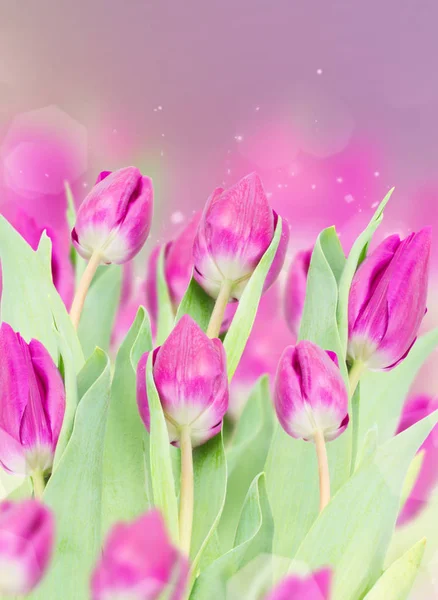 Drei lila Tulpenblüten — Stockfoto
