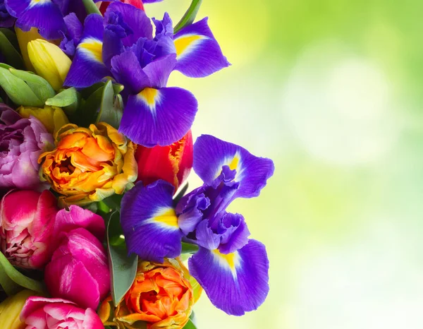 Lente tulpen en irissen — Stockfoto