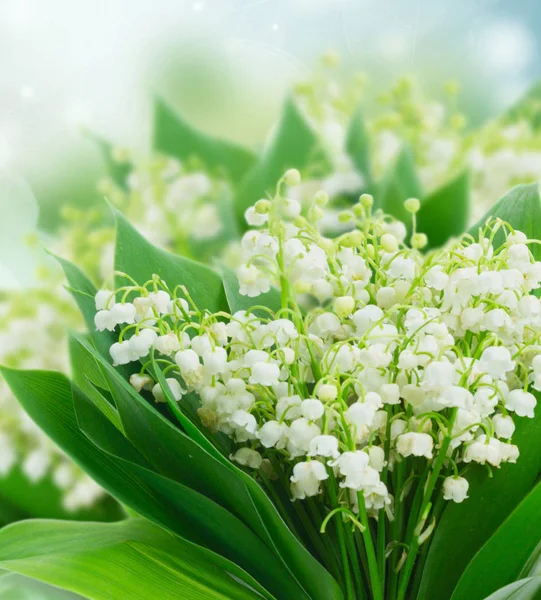 Lilly of valley — Stock Photo, Image