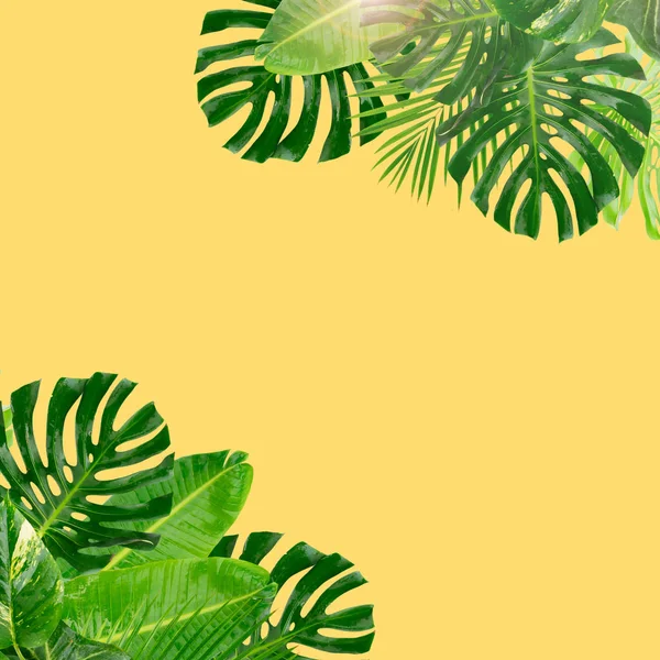 Тропические зелёные листья — стоковое фото