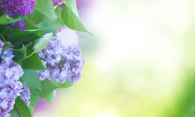 Taze leylak çiçekleri