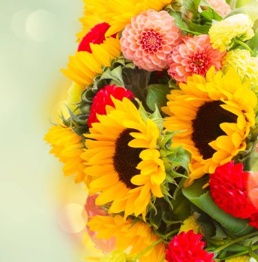 Dahlia ve ayçiçekleri