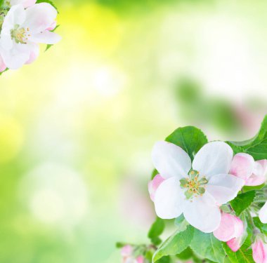 Elma ağacı çiçeği.