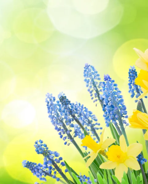 Forår bluebells og påskeliljer - Stock-foto