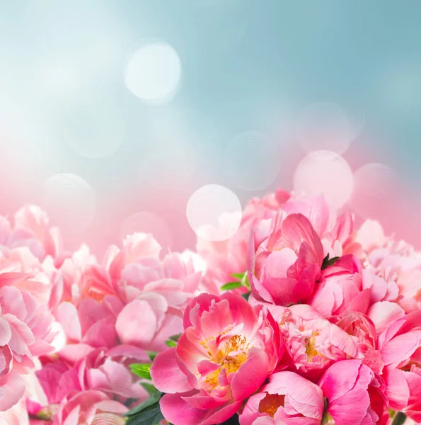 Flores frescas de peonía — Foto de Stock
