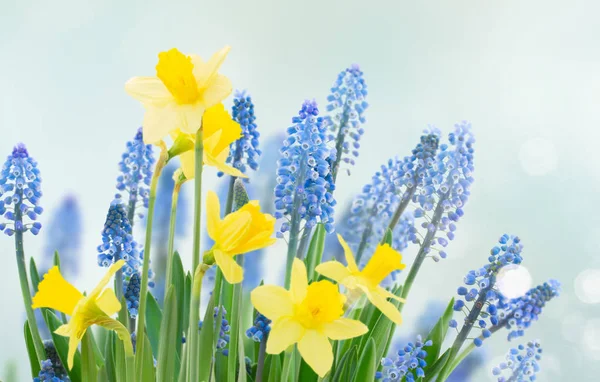 Våren blåklockor och påskliljor — Stockfoto