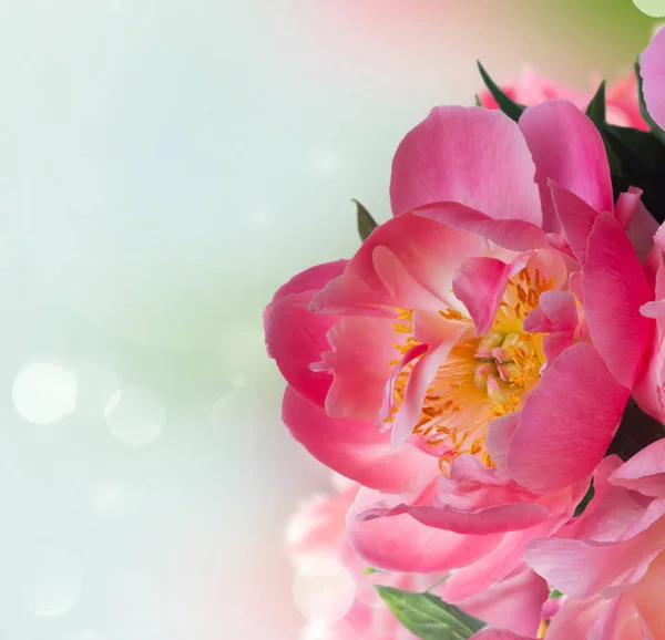 Fiori di peonia freschi — Foto Stock