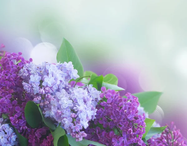 Fresh lilac flowers — Stock Photo, Image