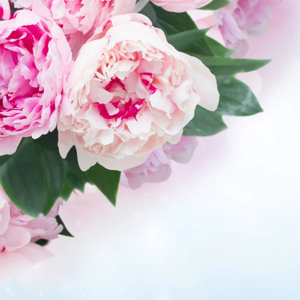 Färska pion blommor — Stockfoto