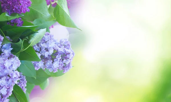 Flores frescas de lila —  Fotos de Stock