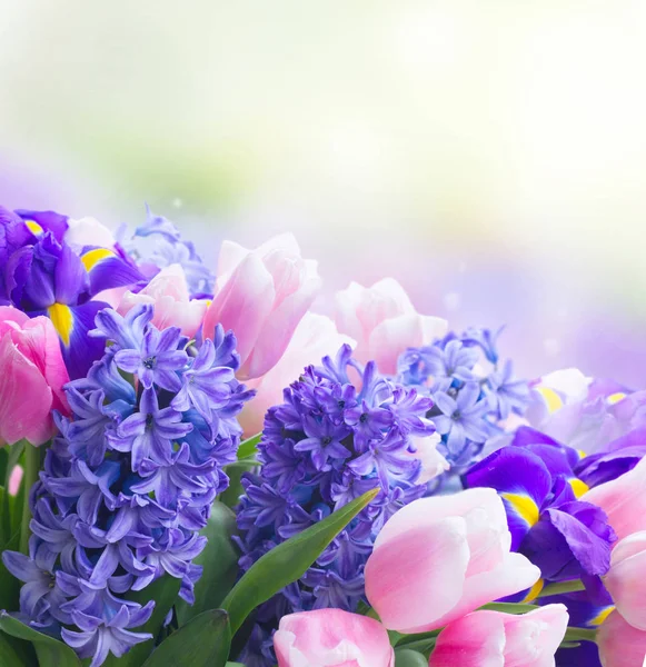 Hyacinten en tulpen — Stockfoto