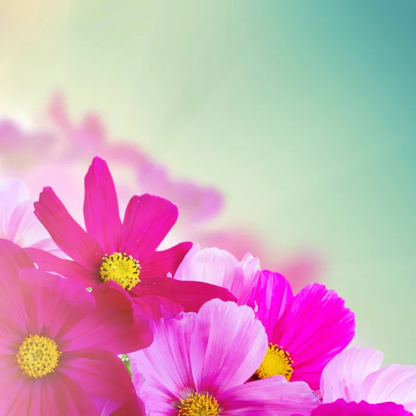 Cosmos pink flowers — Stock Photo, Image